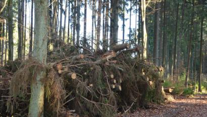 Bild: dob
Fest steht: der Wald wird sich durch den Klimawandel verändern. Genügend Holz liegt für die Hackschnitzelverwertung bereit.