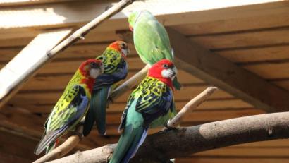 Bild: kmo
Auch Prachtrosellas und Halsbandsittiche wohnen auf dem Gnadenhof.