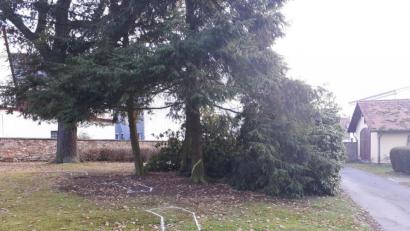 Bild: pz
Die markierten Flächen auf dem Rasen stellen den späteren Standort der Urnengrab-Stelen im Bereich des unteren Friedhof-Eingang dar. Die beiden Bäume dahinter sollen entfernt werden, bestehen bleibt die Eiche am Weg entlang der Friedhofsmauer. In der früheren Leichenwagen-Garage (rechts) entsteht ein Kolumbarum mit Urnen-Boxen. Wenn das Wetter aushält, soll der Stadtbauhof noch dieses Jahr die Fundamente für die Urnen-Grabstelen setzen.