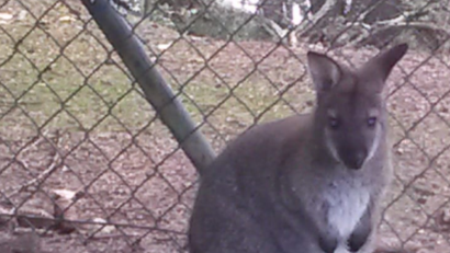 Bild: Polizei Cham
Dieses Wallaby wird in Cham vermisst.