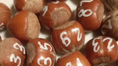 Bild: Wolfgang Sander
Hinter den Zahlen auf den Haselnüssen verbergen sich die Preise der Tombola.