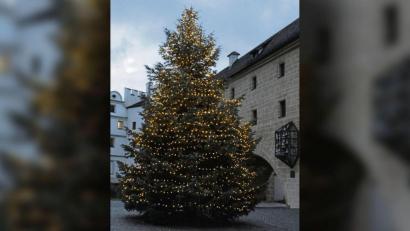 Bild: Christine Hollederer
Einer der beiden Weihnachtsbäume auf dem Gelände des Landratsamtes in Amberg.