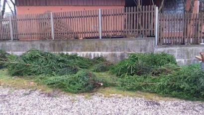 Bild: exb
Kreuz und quer liegen die Bäume in dem Hinterhof. So finden die Organisatoren sie am Freitag auf und müssen feststellen, dass 14 Stück wohl gestohlen wurden.