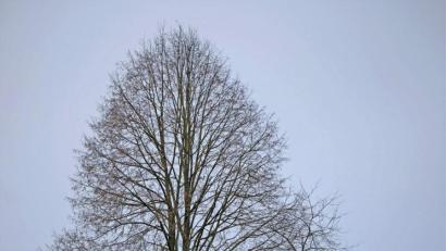 Bild: twi
Auf dem Friedhof Neunaigen soll die Linde links neben dem Friedhofskreuz entfernt werden.