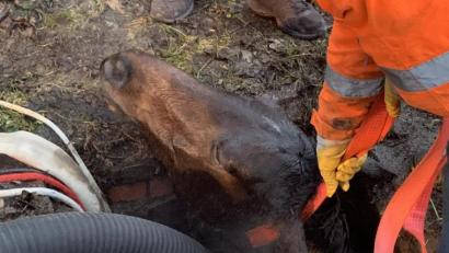 Bild: dob
Ein Pferd ist im Gemeindebereich Eslarn in eine Güllegrupbe eingebrochen und kann sich selbst nicht mehr befreien.