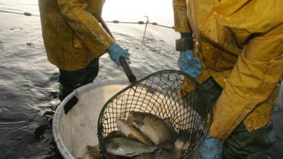 Symbolbild: Gerhard Götz
Abfischen an einem Fischweiher im Kreis Schwandorf. Die Teichwirte beklagen eine aus ihrer Sicht mangelnde Unterstützung durch die Politik.