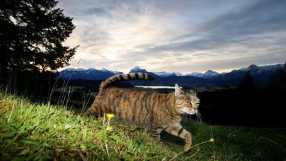 Bild: Karl-Josef Hildenbrand
Zum Schutz von Vögeln: Nach Auffassung niederländischer Juristen sollen Katzen nicht mehr umherstreunen dürfen. Foto: Karl-Josef Hildenbrand/dpa