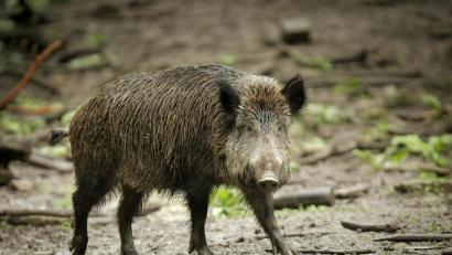 Archivbild: Fredrik von Erichsen/dpa
Im hessischen Rüsselsheim ist ein Wildschwein in eine Bäckerei eingebrochen und randalierte in den Räumlichkeiten.