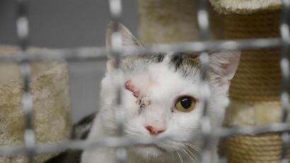 Bild: Gabi Schönberger
Kaum zu glauben: Simba ist zutraulich und anschmiegsam, obwohl ein Unbekannter auf die Idee gekommen ist, seine Schießkünste ausgerechnet an dem Kater auszuprobieren.