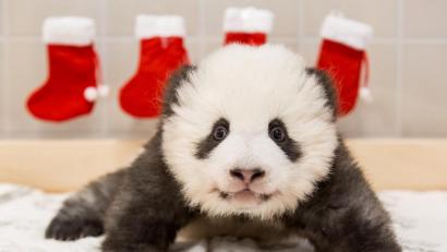Bild: Zoo Berlin/dpa 
Beim Panda-Jungtier im Zoo Berlin hängen Nikolaus-Socken.