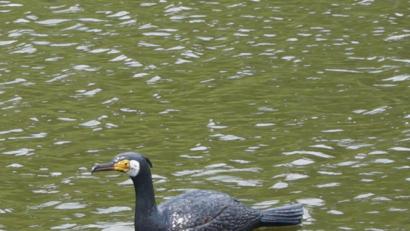 Bild: oe
Eine Kormoran-Attrappe, wie sie zur Lockjagd eingesetzt wird.
