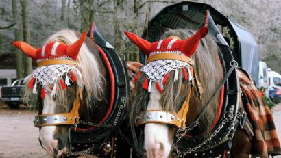 Bild: gf
Zwei Kaltblut-Hengste, die sonst als Holzrücker arbeiten, ziehen die Kutsche durch den Amberger Stadtwald.
