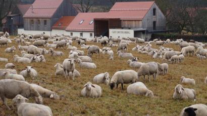 Bild: eib
Die Schafherde beim friedlichen Grasen und Ausruhen auf einer der Weiden rund um Gut Dietersberg. Die Tiere von Manfred Pritsch halten die extensiv bewirtschafteten Flächen kurz.