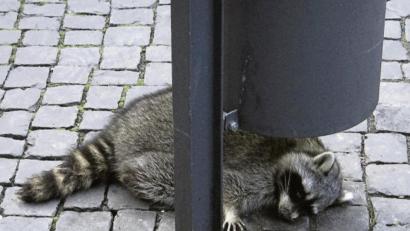 Bild: WichmannTV/dpa
Schläft der Waschbär hier seinen Rausch aus?