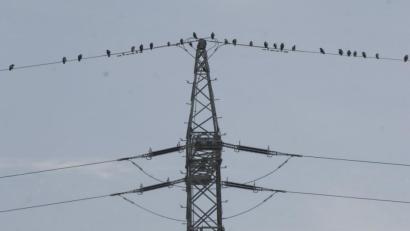 Symbolbild: Alexander Unger
Schuld am Nabburger Stromausfall war ein Vogel der in eine Freileitung flog. Wenn Vögel auf einer Stromleitung sitzen, passiert ihnen nichts.