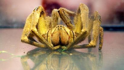 Bild: Peter Kneffel/dpa
Eine Bananenspinne.