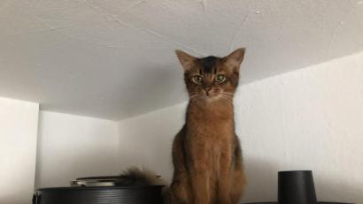 Bild: lue
Plätzchenbacken vor Weihnachten: Mit jungen Katzen kann das schnell zum Abenteuer werden.