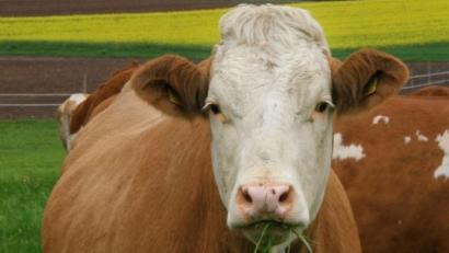 Bild: exb
Eine Kuh unternimmt in Weiden einen kleinen Ausflug und marschiert zur Baywa.