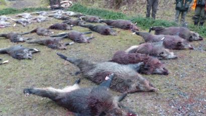 Bild: ge
Viel mehr Schwarzwild müsste erlegt werden. Aber Abschussprämien allein sehen viele Jäger hier kritisch.