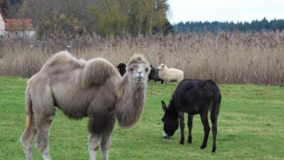 Bild: m
Bethlehem in der Oberpfalz - Kamelfohlen Mogli wächst mit Schafen, Eseln und Pferden auf.