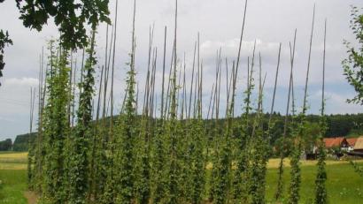 Archivbild:  Dieter Dörner
Im Hopfengarten in Illschwang wächst der Hopfen noch an Stangen.