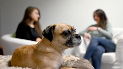 Bild: Carsten Rehder/dpa
Mopsmischling Wilma wird bei der Befragung von Zeugen und Tätern eingesetzt und sorgt durch ihre bloße Anwesenheit für eine entspannte Atmosphäre.