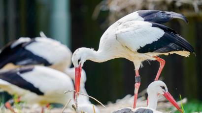 Bild: Uwe Anspach
Ein Weißstorch legt einen Ast in sein Nest. Foto: Uwe Anspach/dpa