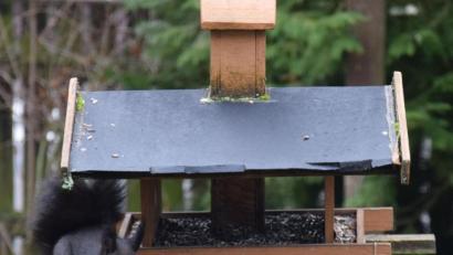 Bild: bö
Gast im Vogelhäuschen - ein Eichhörnchen. Ein paar Sonnenblumenkerne sind offenbar eine willkommene Abwechslung auf dem winterlichen Speiseplan.