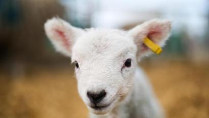 Symbolbild: Ian Hinchliffe
In der Nacht auf Donnerstag haben Unbekannte drei Lämmer aus dem Stall beim Adventsmarkt im Katharinenspital in Regensburg "entführt".