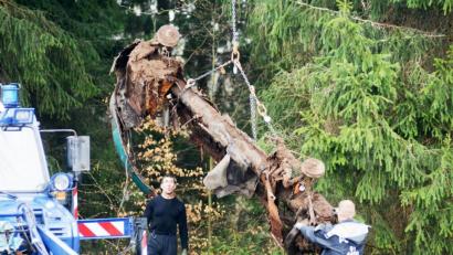 Bild: ca
Diesen verrotteten Käfer gräbt die Kripo im April aus. Zunächst scheint es, als gäbe es eine neue heiße Spur.