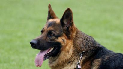 Symbolbild: Patrick Pleul/dpa
Ein Schäferhund auf einer Wiese.