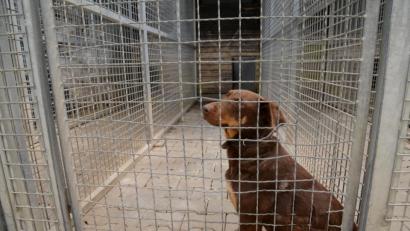 Bild: Petra Hartl
Im Tierheim Amberg (Symbolbild) sind größere Investitionen nötig. Der Poppenrichter Gemeinderat hat beschlossen, sich finanziell zu beteiligen.