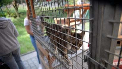 Bild: Andreas Brückmann
Das Tierheim in Amberg bekommt auch aus Ursensollen finanzielle Unterstützung.