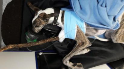 Bild: Tierrettung München e.V.
Der Windhund Felix verletzte sich beim Herumtollen in einem Münchener Park schwer. In einer Notoperation entfernten Ärzte einen langen Stock aus seinem Brustkorb.