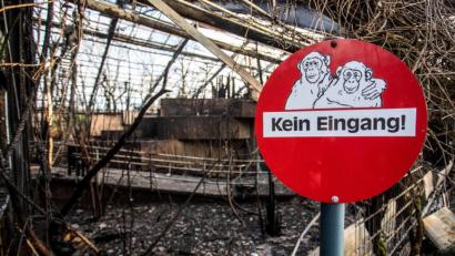 Bild: Christoph Reichwein
Bei Tageslicht offenbarte sich die ganze Tragödie: Nur noch das Gerippe des im Gewächshausstil erbauten Affentropenhauses steht noch.