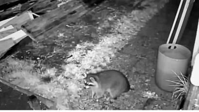 Bild: Andreas Kandler/exb
Der Waschbär, den Andreas Kandler aus Schönhaid in seinem Garten fotografiert hat.