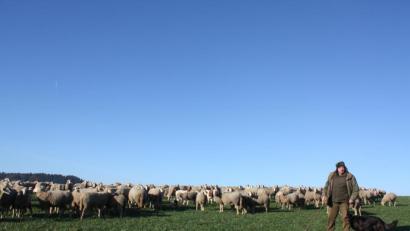 Bild: lg
Eine gute Nahrungslage bot der Hang bei Konatsried den über 900 Schafen am sonnigen Neujahrstag.