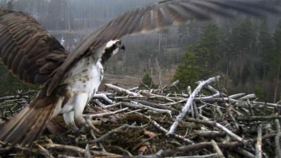 Bild: exb
Erst mit ausgebreiteten Schwingen ist erkennbar, welch mächtige Vögel Fischadler sind. Von ihrem Horst in luftiger Höhe aus, haben sie ihr Revier hervorragend im Blick.