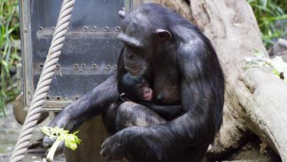 Bild: Zoo Leipzig
Schimpansenweibchen Kisha hat am ersten Weihnachtstag einen Sohn geboren.