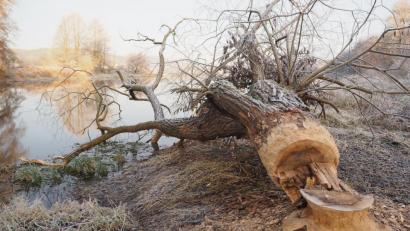 Bild: bl
Wenn sich der Biber wie hier an der Naab bei Perschen die Rinde rund um den Stamm einverleibt hat, kann der Baum nicht überleben. Wo er auf Wege zu kippen droht, muss er gefällt werden.