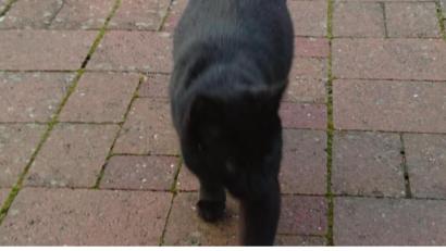 Symbolbild: Lowak
Ein Unbekannter schießt in Floß mit dem Luftgewehr auf einen schwarzen Kater.