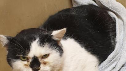 Bild: exb/Polizei Neunburg
Dieser schwer verletzte Kater wurde in einem Anwesen im Neunburger Ortsteil Pissau gefunden. Die Polizei informierte am Montag, dass das Tier wieder bei seiner Besitzerin ist.