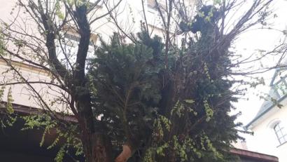 Bild: tk
Aus dieser Perspektive ist der Stamm des illegal entsorgten Baums eindeutig zu erkennen.