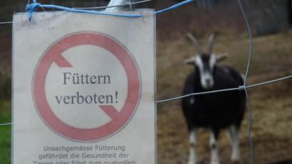 Bild: exb/Ludwig Rauch
Füttern verboten: Die Mitglieder des Bund Naturschutz haben eine entsprechende Tafel am Zaun des Ziegen-Geheges bei Stein aufgestellt.