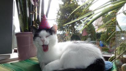 Bild: esa
Mizi kurz vor dem nächsten Auftritt in der Dressur-Show der kleinen Schwester.