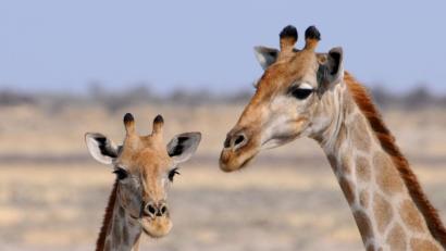 Bild:  renatehenkel – stock.adobe.com
Das Konzept der gewaltfreien Kommunikation wird auch als „Sprache des Herzens“ oder „Giraffensprache“ bezeichnet. Denn die Giraffe ist nicht nur das Tier mit dem größten Herzen, sondern auch mit dem längsten Hals. Und mit diesem lässt sich eine Situation wunderbar überblicken.