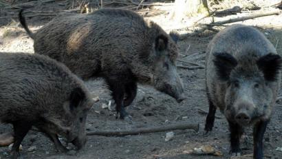 Bild: exb
Das hochansteckende ASP-Virus ist für den Menschen ungefährlich, für Wild- und Hausschweine verläuft die Krankheit meist tödlich. Es gibt keinen Impfstoff und keine Behandlung gegen das Virus.