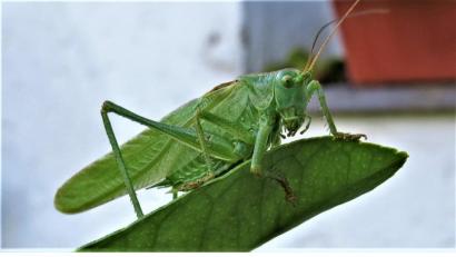 Bild: ubb
Bei den Exkursionen durch Wald und Flur können Naturliebhaber manche Raritäten unter den Insekten entdecken, die immer seltener werden, wie dieses große Heupferd.
