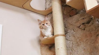 Bild: urs
In Regensburg hat das erste Katzencafé eröffnet.