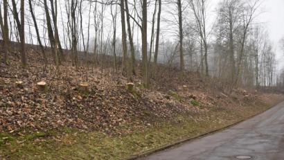 Bild: fz
Beidseitig der Ortszufahrt von Wilchenreuth sieht man die Stümpfe der entfernten Bäume.